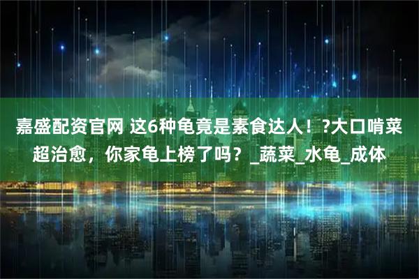 嘉盛配资官网 这6种龟竟是素食达人！?大口啃菜超治愈，你家龟上榜了吗？_蔬菜_水龟_成体